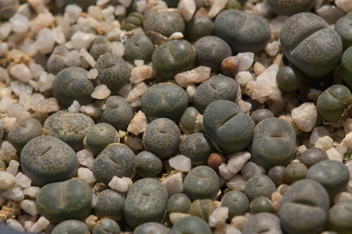 Lithops terricolor C. 254 (syn. L. peersii)
