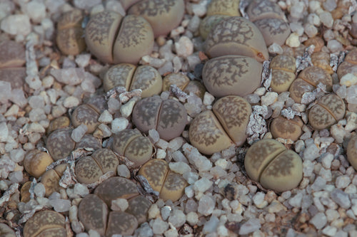 Lithops herrei C.213