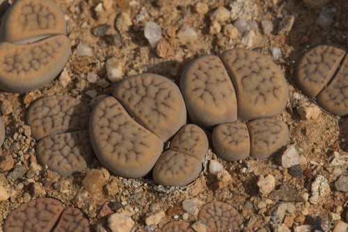 Lithops schwantesii ssp. schwantesii var. urikosensis (syn. christinae) C.074