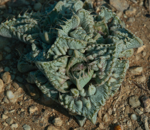 Faucaria tuberculosa 'extra warthy'