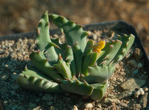 Faucaria felina GM210 (Lake Mentz)