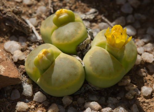 Lithops dinteri cv. Dintergreen  C.206a