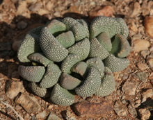 Aloinopsis villetii (Nelswerwe farm, Loeriesfontein)