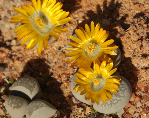 Lithops herrei C.234