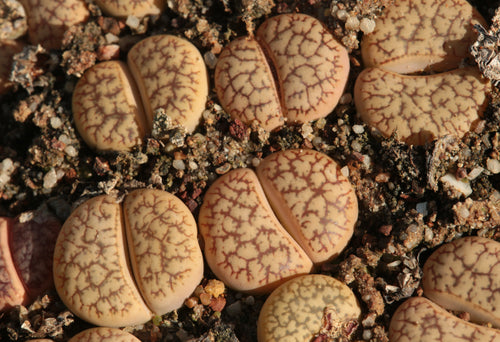 Lithops gesinae var. annae C.078