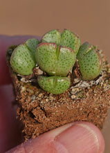 Conophytum taylorianum ssp. ernianum (mg 1456)  200 seeds