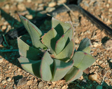 Cheiridopsis bruynsii  (Zebrafontein)