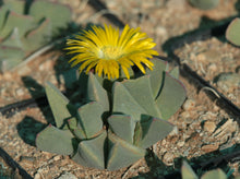 Cheiridopsis bruynsii  (Zebrafontein)
