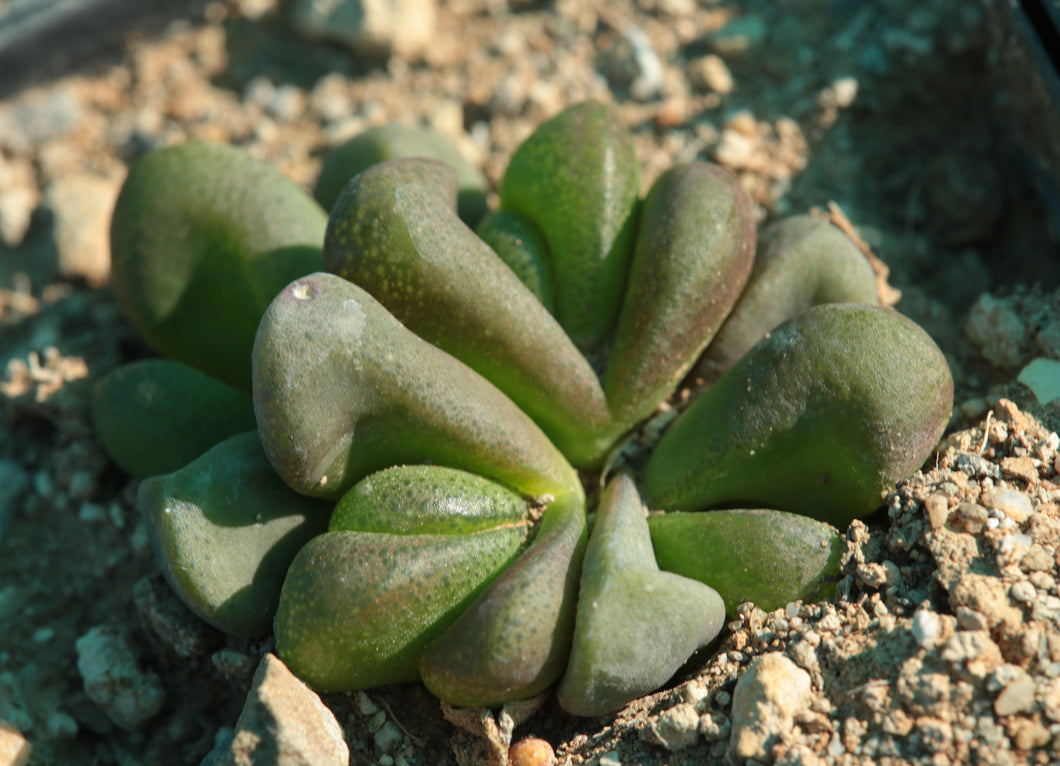 Glottiphyllum pygmaeum