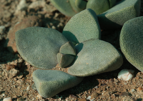 Pleiospilos simulans (Pearston)