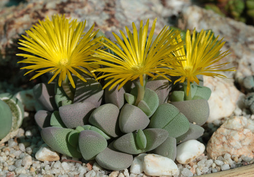 Ihlenfeldtia vanzylii (Cheiridopsis vanzylii) EA2011
