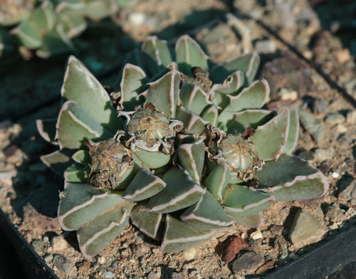 Faucaria bosscheana