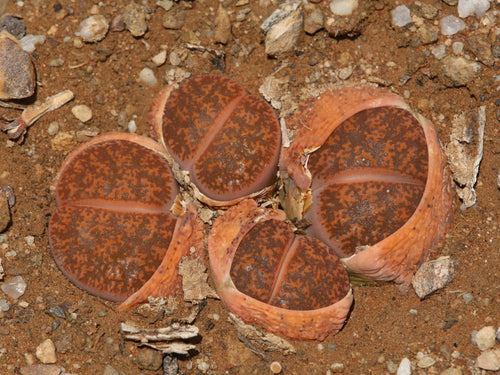 Lithops lesliei var. lesliei 'Albiflora'  C. 005a
