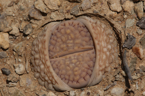 Lithops hallii var. hallii  