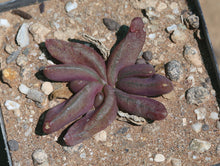 Glottiphyllum nelii (Teasdale)