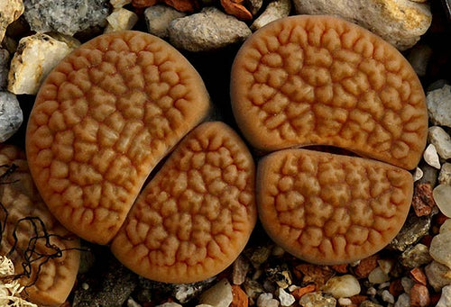 Lithops hookeri mixed