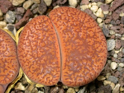 Lithops aucampiae ssp. aucampiae  C.255