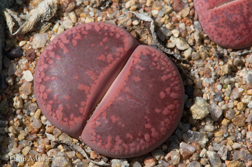 Lithops aucampiae 'Rudesheim Ruby’