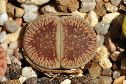 Lithops aucampiae ssp. euniceae var. fluminalis C.054