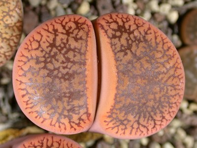 Lithops aucampiae var. koelemanii  C.016