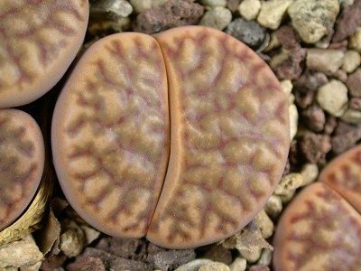 Lithops bromfieldii var. bromfieldii  C.368