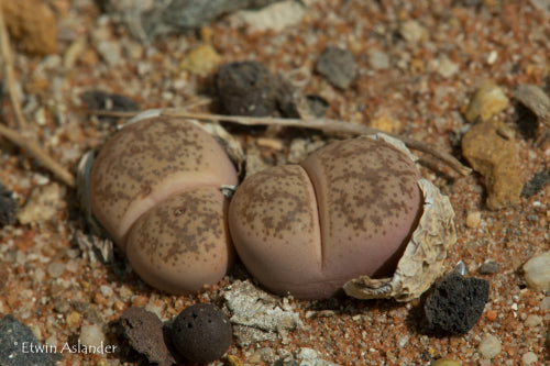 Lithops coleorum C.396