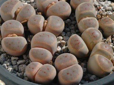 Lithops dinteri var. brevis
