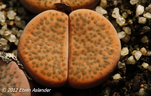Lithops fulviceps var. fulviceps C.266