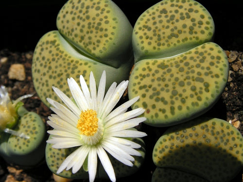 Lithops fulviceps var. aurea C.363