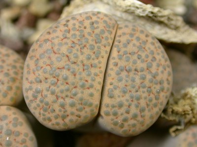 Lithops fulviceps var. fulviceps (syn. lydiae) C.219