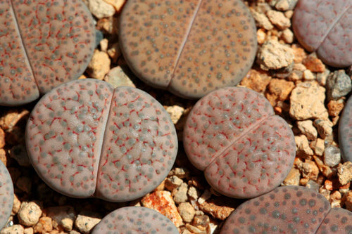 Lithops fulviceps var. lactinea C.222