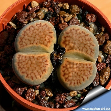 Lithops hallii var. hallii  C.087