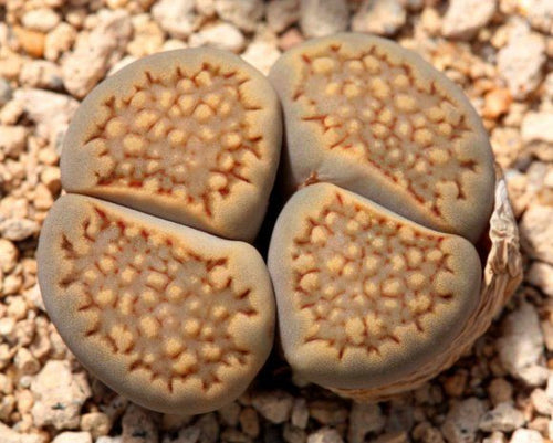 Lithops hallii var. hallii  C.375