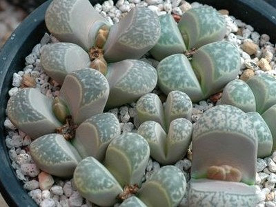 Lithops helmuti C. 271