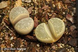 Lithops hermetica C.397