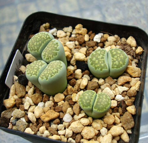 Lithops julii ssp. fulleri cv. Fullergreen C.056a