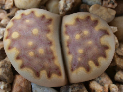 Lithops julii ssp. fulleri var. brunnea C.179
