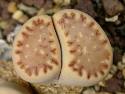 Lithops julii ssp. fulleri C.121