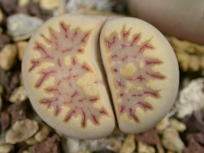 Lithops julii ssp. fulleri C.122