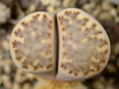 Lithops julii ssp. fulleri C.056