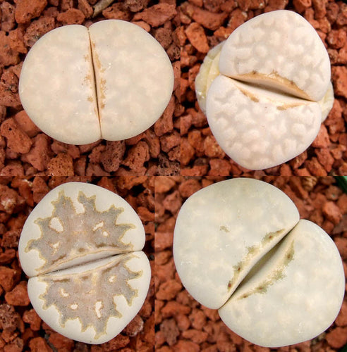 Lithops julii ssp. julii C.063 (fuscous form)