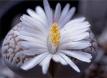 Lithops julii ssp. julii C.063 (fuscous form)