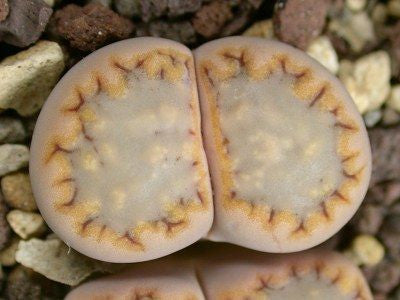 Lithops julii ssp. fulleri var. rouxii C.216