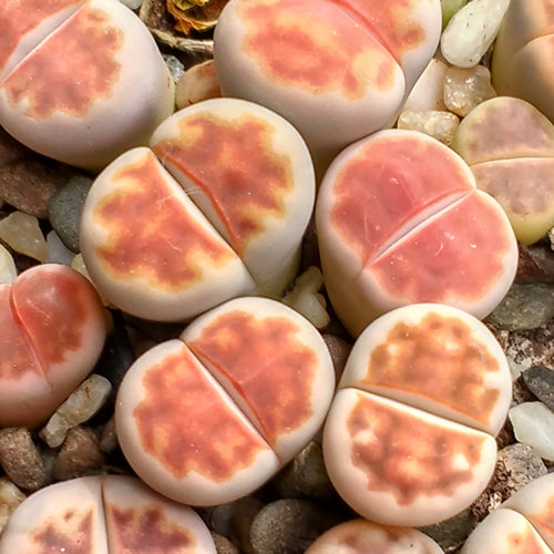 Lithops karasmontana mickbergensis C.168