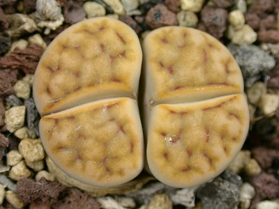 Lithops karasmontana ssp. karasmontana (syn. mickbergensis) C.317