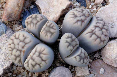 Lithops karasmontana ssp. ebelanzii (syn. erniana) C.147