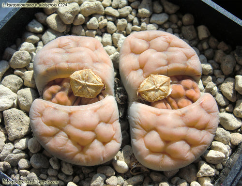 Lithops karasmontana var. aiaisensis C.224