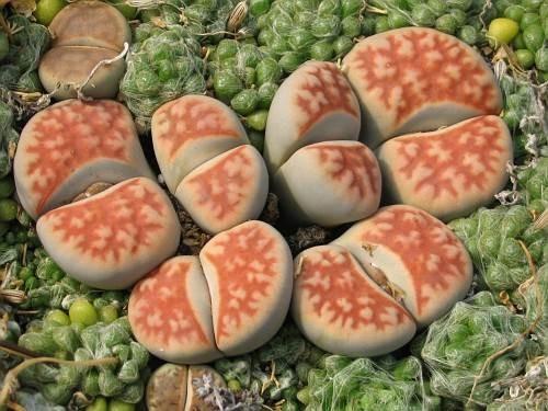 mick succulents Lithops karasmontana mickbergensis C.168 – Cape Succulent Seeds
