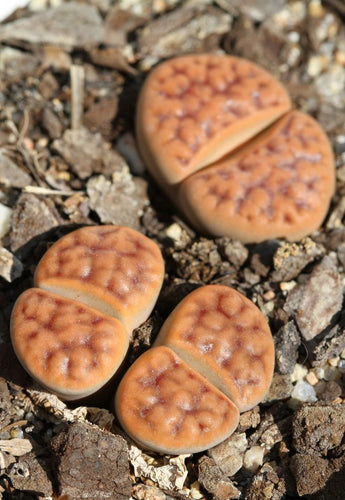 Lithops karasmontana var. tischeri C.182