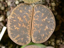 Lithops lesliei ssp. lesliei var. lesliei -Pietersburg form C. 032